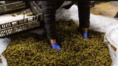 free delta 9 samples free shipping and handling 2022