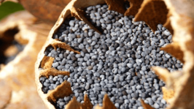 size of a Poppy seed