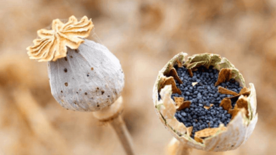 Poppy seed pregnancy