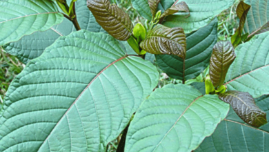 Kratom vs Kava