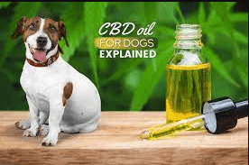 how often cbd oil dogs