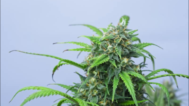 lucid blue strain