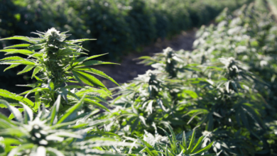 5120x1440p 329 spring background