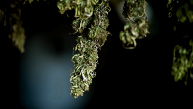 is delta 8 legal in ohio