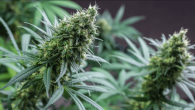 delta 8 thc legal in nc