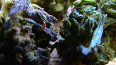 is delta 8 legal in georgia