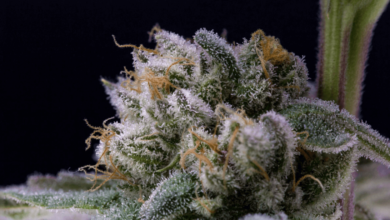 white gummies strain