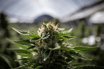 Causes of Bud Rot in Cannabis Plants