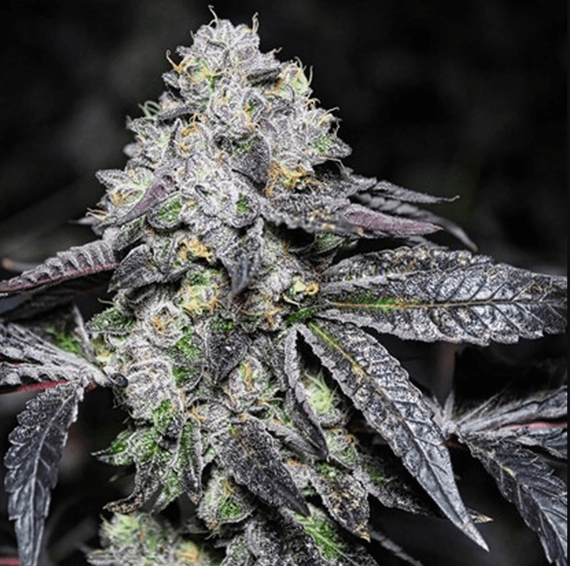 A Deep Dive into the Origins and Effects of Pink Sherbet Strain