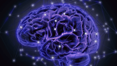 How Does CBD Affect the Brain?