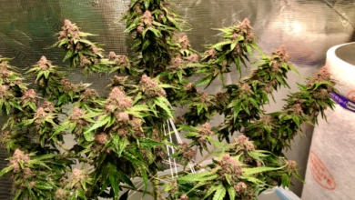 Angle Cbd Has a Measure of 140°. What Is the Measure of Angle Abd? 40° 50° 60° 70