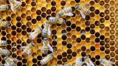 Unveiling the Marvels of CBD Honey Sticks Gold Bee: A Sweet Harmony of Health and Wellness