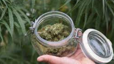 Does Cbd Smell Like Thc Weed