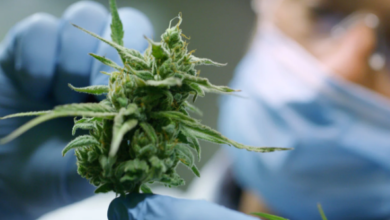 Does Cbd Smell Like Weed When Smoking