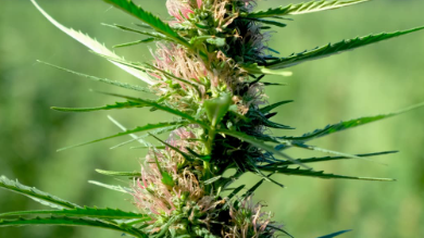 Cbd American Shaman of Las Colinas