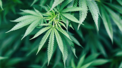 Cannabis Delivery in Mount Vernon – How It Works
