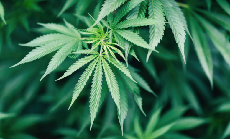Cannabis Delivery in Mount Vernon – How It Works
