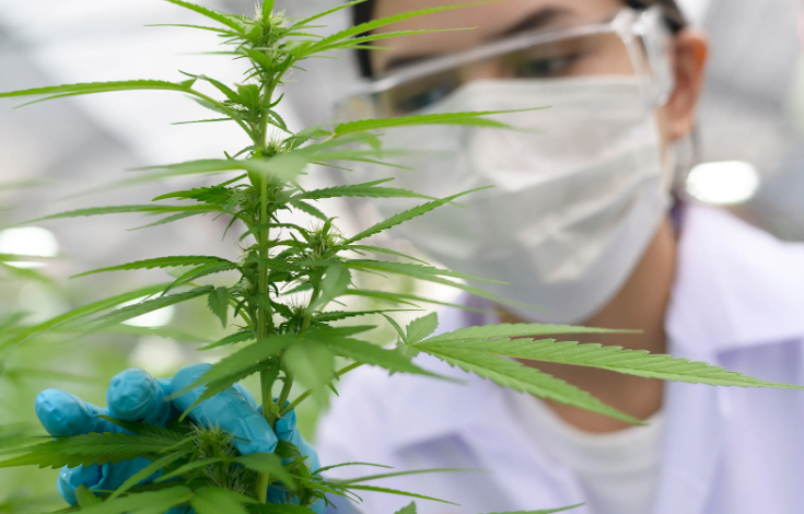 What to Expect from a Cannabis Marketing Agency Consultation