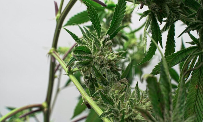 Discover the Best Rare and Exotic Cannabis Flower Strain