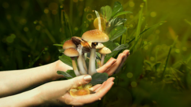 Psilocybin and Human Connection: What the Research Says About Empathy and Relationships
