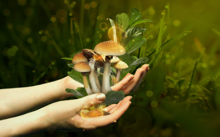 Psilocybin and Human Connection: What the Research Says About Empathy and Relationships